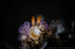G L O W
Nudibranch (Facelina sp. 4)
Tulamben, Indonesia. by Irwin Ang 